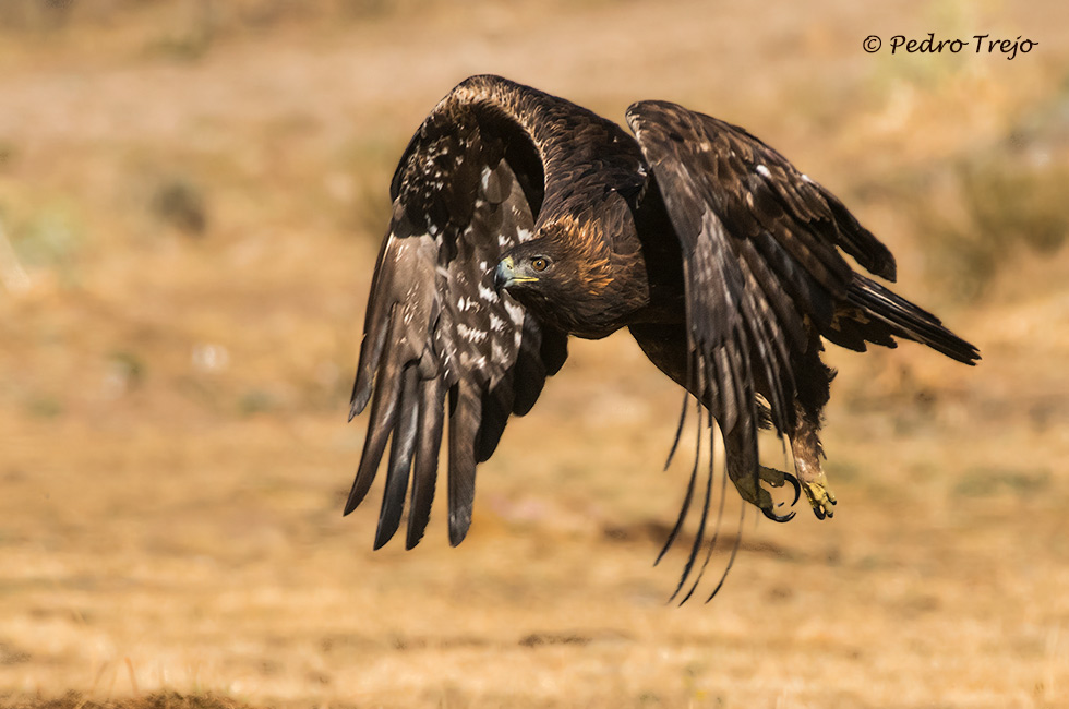 Aguila real (Aguila chrysaetos)